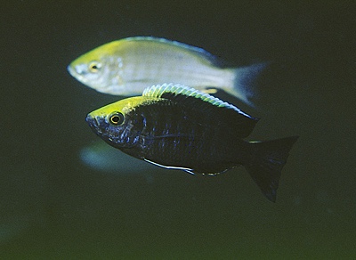 Copadichromis sp. 'mloto goldcrest' Makonde